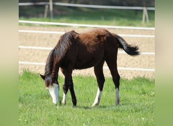 Quarter horse américain, Étalon, 1 Année, 154 cm, Bai