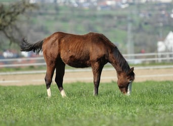Quarter horse américain, Étalon, 1 Année, 154 cm, Bai
