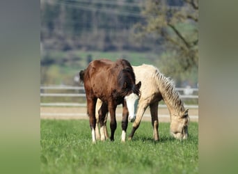 Quarter horse américain, Étalon, 1 Année, 154 cm, Bai