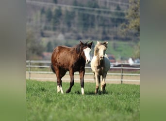 Quarter horse américain, Étalon, 1 Année, 154 cm, Bai