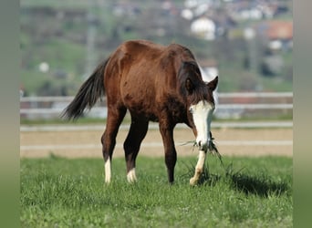 Quarter horse américain, Étalon, 1 Année, 154 cm, Bai