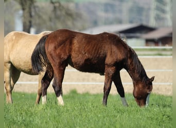 Quarter horse américain, Étalon, 1 Année, 154 cm, Bai
