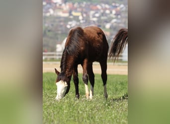 Quarter horse américain, Étalon, 1 Année, 154 cm, Bai