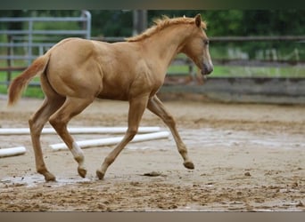 Quarter horse américain, Étalon, 1 Année, 154 cm, Champagne