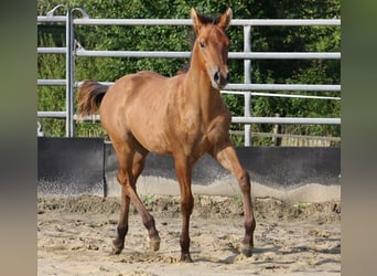 Quarter horse américain, Étalon, 1 Année, 154 cm, Isabelle
