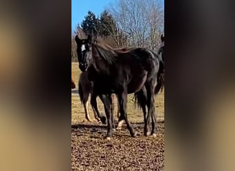 Quarter horse américain, Étalon, 1 Année, 154 cm, Noir
