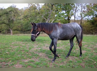 Quarter horse américain, Étalon, 1 Année, 154 cm, Rouan Bleu