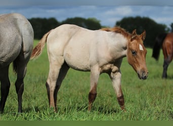 Quarter horse américain, Étalon, 1 Année, 154 cm, Rouan Rouge