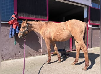 Quarter horse américain, Étalon, 1 Année, 155 cm, Alezan dun