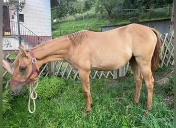 Quarter horse américain, Étalon, 1 Année, 155 cm, Alezan dun