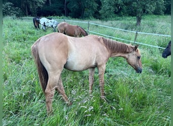 Quarter horse américain, Étalon, 1 Année, 155 cm, Alezan dun