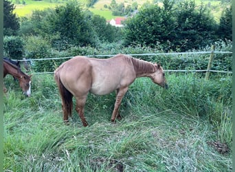Quarter horse américain, Étalon, 1 Année, 155 cm, Alezan dun