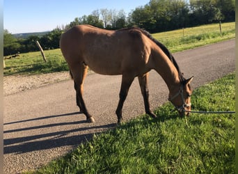 Quarter horse américain, Étalon, 1 Année, 155 cm, Bai