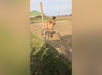 Quarter horse américain Croisé, Étalon, 1 Année, 155 cm, Isabelle