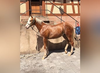 Quarter horse américain, Étalon, 1 Année, 155 cm, Palomino