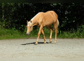 Quarter horse américain, Étalon, 1 Année, 155 cm, Palomino