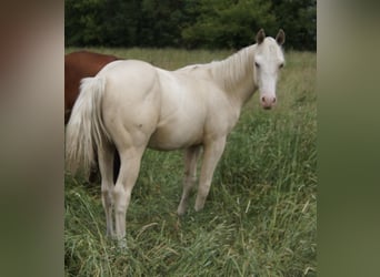 Quarter horse américain, Étalon, 1 Année, 155 cm, Palomino