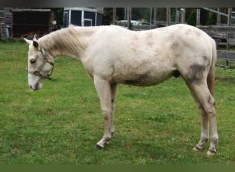 Quarter horse américain, Étalon, 1 Année, 155 cm, Palomino