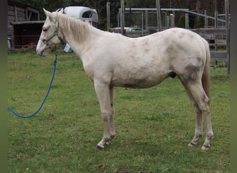 Quarter horse américain, Étalon, 1 Année, 155 cm, Palomino