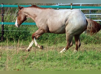 Quarter horse américain, Étalon, 1 Année, 155 cm, Rouan Rouge