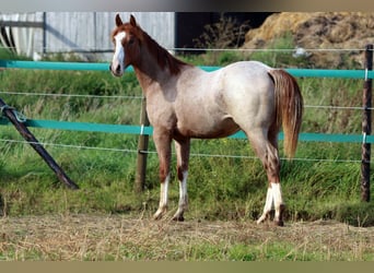 Quarter horse américain, Étalon, 1 Année, 155 cm, Rouan Rouge