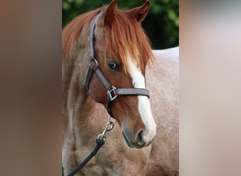 Quarter horse américain, Étalon, 1 Année, 155 cm, Rouan Rouge