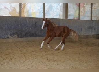 Quarter horse américain, Étalon, 1 Année, 156 cm, Alezan