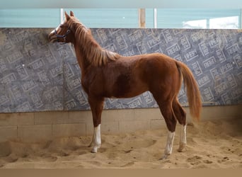 Quarter horse américain, Étalon, 1 Année, 156 cm, Alezan