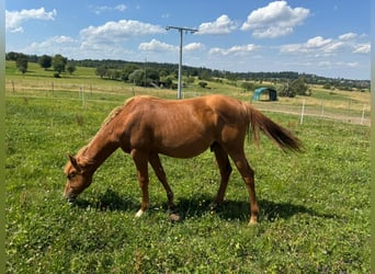 Quarter horse américain, Étalon, 1 Année, 156 cm, Alezan