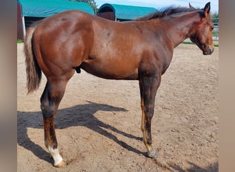 Quarter horse américain, Étalon, 1 Année, 156 cm, Bai brun