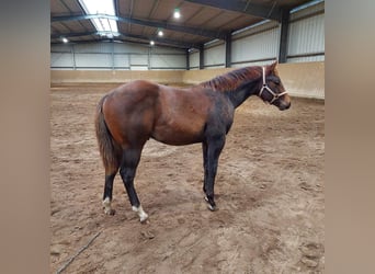 Quarter horse américain, Étalon, 1 Année, 156 cm, Bai brun
