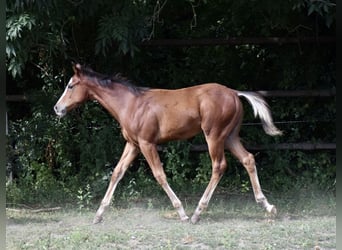 Quarter horse américain, Étalon, 1 Année, 158 cm, Bai brun foncé