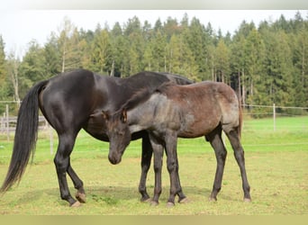 Quarter horse américain, Étalon, 1 Année, 158 cm, Rouan Bleu