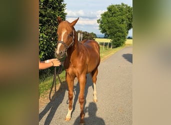 Quarter horse américain, Étalon, 1 Année, 160 cm, Alezan