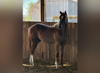 Quarter horse américain, Étalon, 1 Année, 160 cm, Alezan