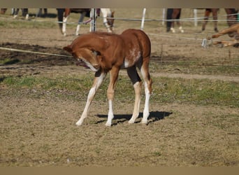 Quarter horse américain, Étalon, 1 Année, 160 cm, Alezan