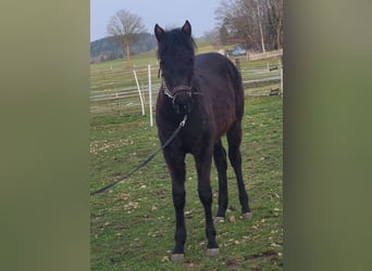 Quarter horse américain, Étalon, 1 Année, 160 cm, Bai