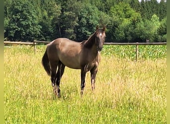 Quarter horse américain, Étalon, 1 Année, 160 cm, Grullo