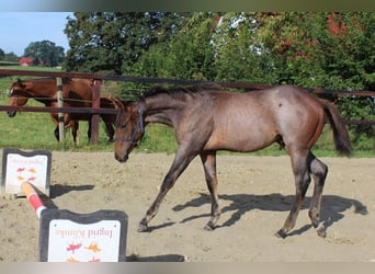 Quarter horse américain, Étalon, 1 Année, 160 cm, Roan-Bay