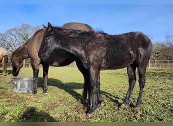Quarter horse américain, Étalon, 1 Année, 162 cm, Noir