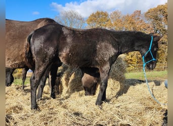 Quarter horse américain, Étalon, 1 Année, 162 cm, Noir