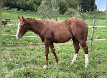 Quarter horse américain, Étalon, 1 Année, Alezan brûlé