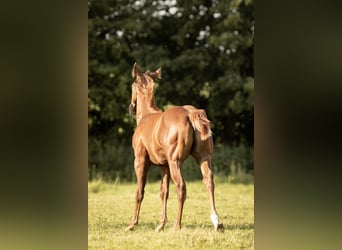 Quarter horse américain, Étalon, 1 Année, Alezan brûlé