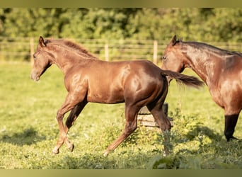 Quarter horse américain, Étalon, 1 Année, Alezan brûlé