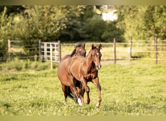 Quarter horse américain, Étalon, 1 Année, Alezan brûlé