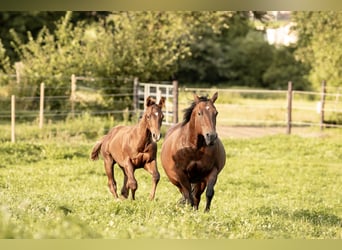 Quarter horse américain, Étalon, 1 Année, Alezan brûlé