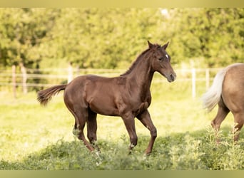 Quarter horse américain, Étalon, 1 Année, Alezan brûlé