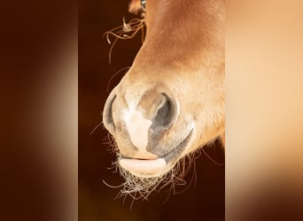Quarter horse américain, Étalon, 1 Année, Alezan brûlé