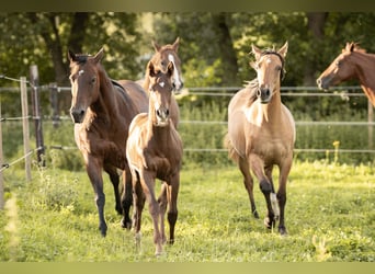 Quarter horse américain, Étalon, 1 Année, Alezan brûlé