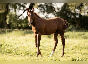 Quarter horse américain, Étalon, 1 Année, Alezan brûlé